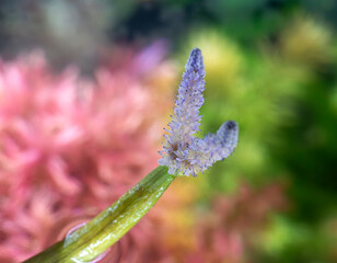 flower of Aponogeton ulvaceus