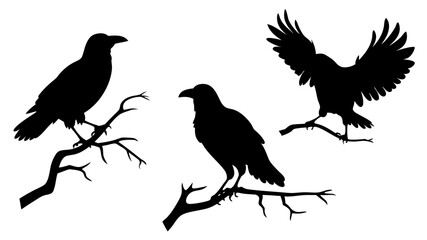 set of raven sitting on branch silhouette