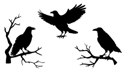 set of raven sitting on branch silhouette