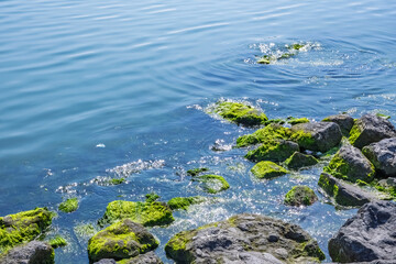 Rocky shoreline with algae and sparkling water. Green algae on stones and shimmering sea. Clear reflections create a serene atmosphere, ideal for nature and environmental themes.