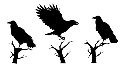 set of raven sitting on branch silhouette