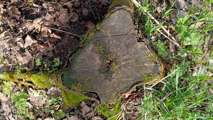 Wooden stump covered with moss in lush green surroundings