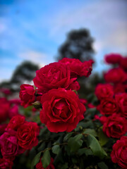 Roes flower is very beautiful with colorfull