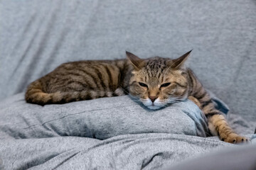 グレーの毛布の上でうたた寝するキジトラ猫