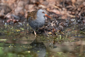 Water rail standing in a pond close up