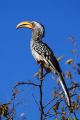 A yellow billed hornbill perched on a twig