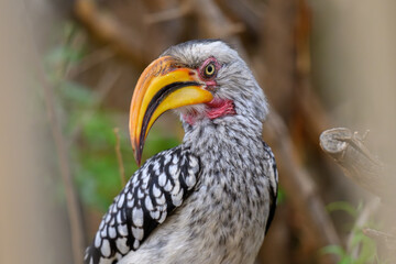 Closeup of a yellow billed hornbill.