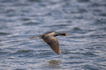 A reed cormorant flying over water