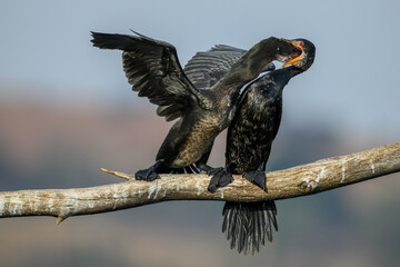 A reed cormorant feeding its near-adult chick