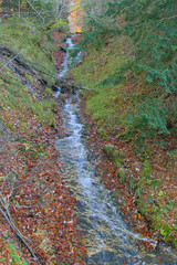 A small stream cascades down a forested hillside, its clear water winding through fallen autumn leaves. Vibrant green moss and evergreen branches frame the scene.