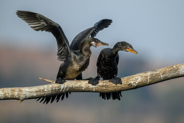 A young reed cormorant begs one of its parents for food