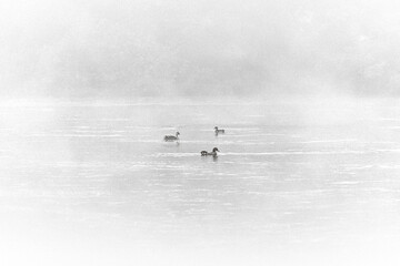 Fototapeta premium 호수 위에 사색