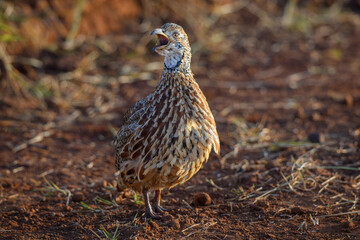 An Orange River Francolin calling