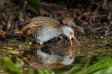 Water rail fishing in a pond close up
