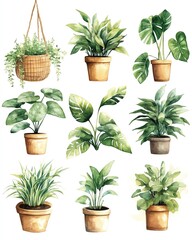 Fototapeta premium Collection of decorative house plants.