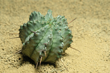 Close up Euphorbia Horrida on artificial habitat, live at rocky ground on desert with stone