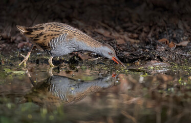 Water rail foraging in a pond close up