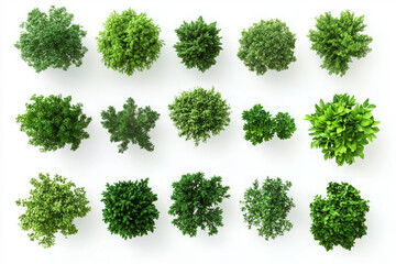 Top view of a collection of lush green trees isolated on a white background highlighting natural beauty and vibrancy