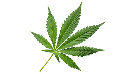 Isolated single cannabis leaf with serrated edges on a plain white background in a studio shot setting