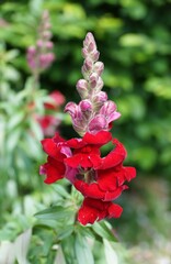 Fototapeta premium Closeup of the beautiful red Snapdragon flowers with soft green garden background.
