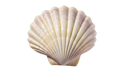 Isolated close up of a scallop shell with ridges and a fan shape on a white background in studio lighting