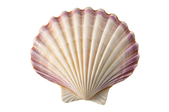A close up of a scallop shell with purple and white coloring on a plain white background in studio light