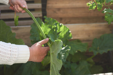 The hands of a woman harvesting rhubarbs in a garden a sunny day