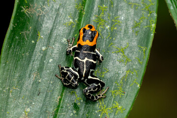 Pfeilgiftfrosch im Regenwald – Farben der Warnung