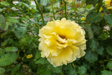雨粒をまとった鮮やかな黄色のバラのクローズアップ