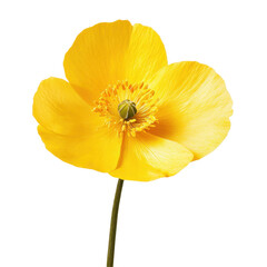 Bright yellow poppy flower blooming in spring sunshine, showcasing delicate petals and vibrant color