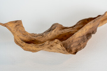 Macro close-up of brown wrinkled leaf on white background