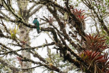 Weiblchen Resplendent Quetzal
