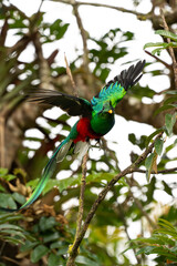 Resplendent Quetzal im Flug
