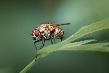 Fly on a Leaf with Vibrant Natural Background