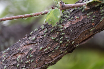 Fruit tree aphids on tree trunks and leaves. Leaf-curling aphid. Sap-sucking insects.