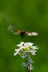 Gęsiówka szorstkowłosista (Arabis hirsuta (L.) Scop.), Gnojka wytrwała (Eristalis tenax)
