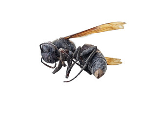 Dead bee lying still, ideal for environmental awareness, insect study visuals, or concepts about pollinator decline and ecosystem impact. On white background, transparent PNG