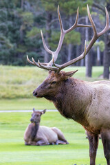 An elk in Canada