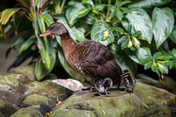 Mother bird and her ducklings resting on rocks in a lush green environment