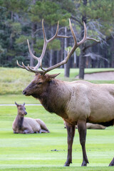 An elk in Canada