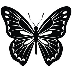 Butterfly Displayed on White Surface