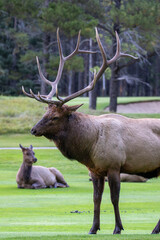 An elk in Canada