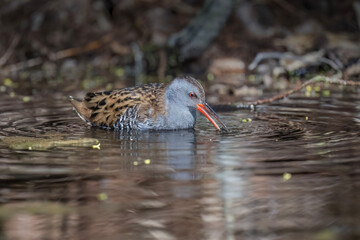 Water rail standing in a pond foraging for food close up