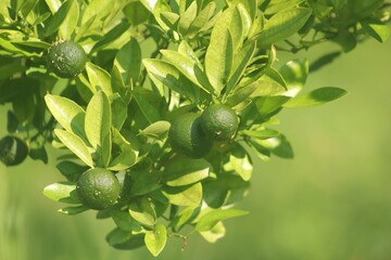 Unripe Citrus: Green Limes on the Branch