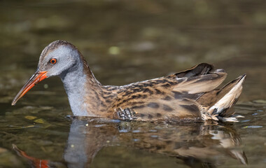 Water rail standing in a pond, close up
