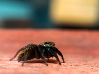 A small jumping spider is captured on a reddish-brown surface