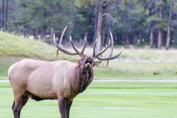 An elk in Canada