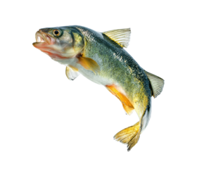 Freshwater fish caught in action for culinary presentation