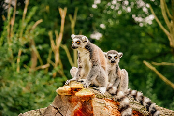 Playful Ring-Tailed Lemurs Sitting on a Log: Adorable Close-Up of Two Curious Primates with Striking Eyes and Distinctive Tails Against a Lush Greenery Background - Captivating Wildlife Photography