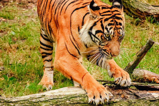 Majestic Bengal Tiger in Natural Habitat: Captivating Close-Up of a Powerful Predator Scratching a Log, Showcasing Vibrant Fur Patterns and Intense Gaze in Lush Green Surroundings Wildlife Photograph